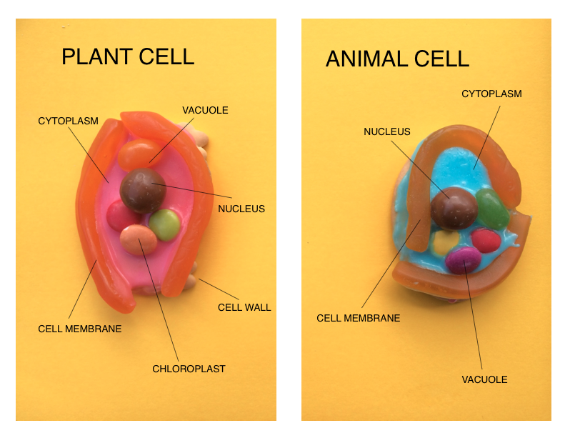 Plant & Animal Cell